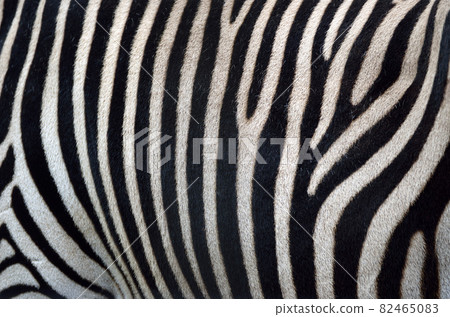 Zebra pattern graphic material Zebra pattern graphic material 82465083