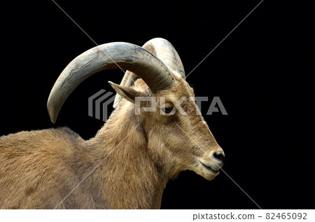Barbary sheep face Barbary sheep 82465092