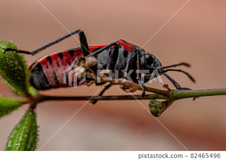 Adult Seed Bug Adult Seed Bug 82465496