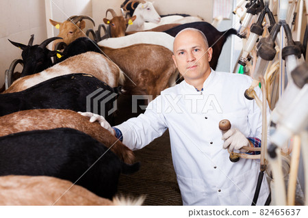 Farmer milking a goats with an automatic milk machine Farmer milking a goats with an automatic milk machine 82465637