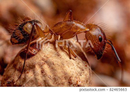 Adult Female Carpenter Ant Adult Female Carpenter Ant 82465663
