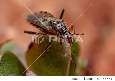 Adult Scentless Plant Bug Adult Scentless Plant Bug 82465665