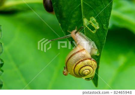 Amber Bradybaena and a small snail on the shell 82465948