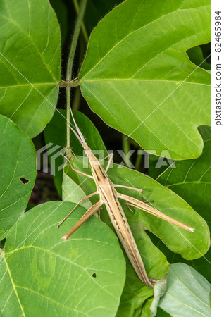 Shorurigata Shorurigata 82465984