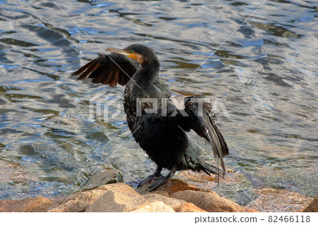 A Japanese Giant Cormorant at Tokyo Bay A Japanese Giant Cormorant at Tokyo Bay 82466118