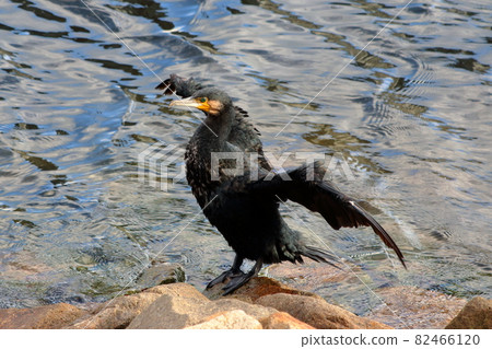 A Japanese Giant Cormorant at Tokyo Bay A Japanese Giant Cormorant at Tokyo Bay 82466120