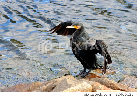 Japanese Giant Cormorant at Tokyo Bay Japanese Giant Cormorant at Tokyo Bay 82466123