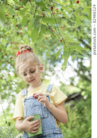 Little girl is picking cherries in the garden. Little girl is picking cherries in the garden. 82466124