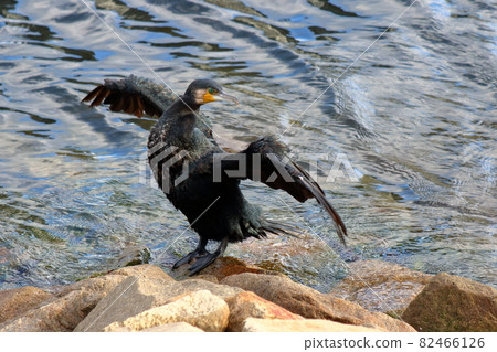 Japanese Giant Cormorant at Tokyo Bay Japanese Giant Cormorant at Tokyo Bay 82466126