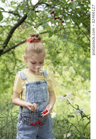 Little girl is picking cherries in the garden. Little girl is picking cherries in the garden. 82466127