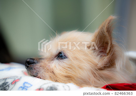 Healing dog Healing dog 82466363