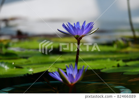 睡蓮鮮花 睡蓮鮮花 82466889