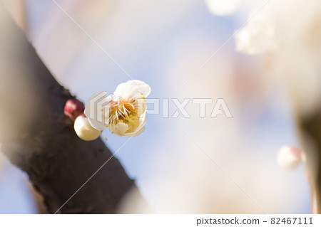 東京府中地方森林 早春梅花的世界[花草] 82467111