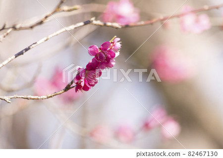 Fuchu Local Forest, Tokyo The world of plum blossoms in early spring [flowers and plants] 82467130