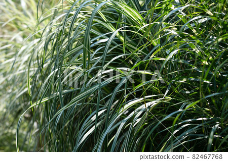 Susuki Susuki 82467768