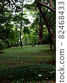 A large space in the forest 82468433