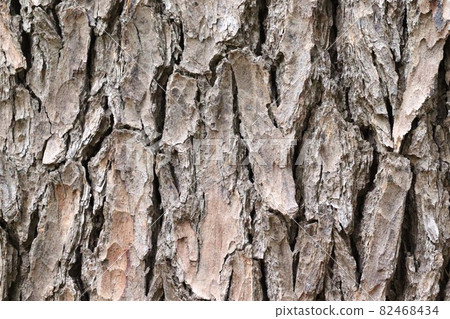 Bark of a big tree 82468434