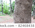 Hardwood trunk 82468438