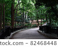 Forest road shining light 82468448