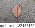 Hardwood brown fallen leaves 82468450