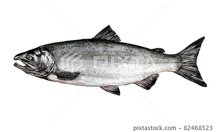 三文魚圖 82468523