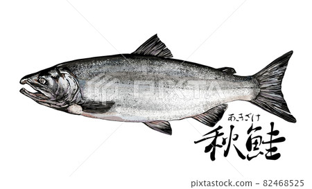 Salmon illustration 82468525