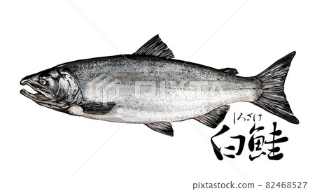 Salmon illustration 82468527