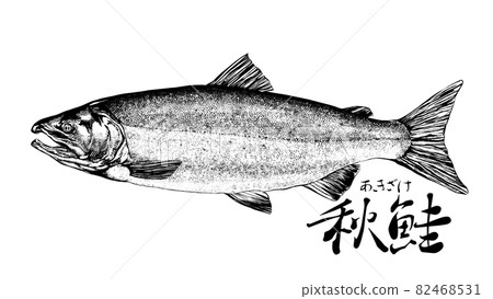 Salmon illustration 82468531