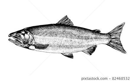 Salmon illustration Salmon illustration 82468532