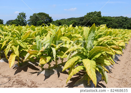 日本煙草場 82468635