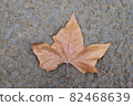 Dead leaves of hardwood 82468639