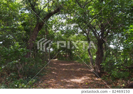 Landscape of arched trees on the road of thickets in the forest 82469150