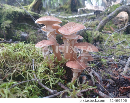 Armillaria on Mt. Fuji Armillaria on Mt. Fuji 82469506