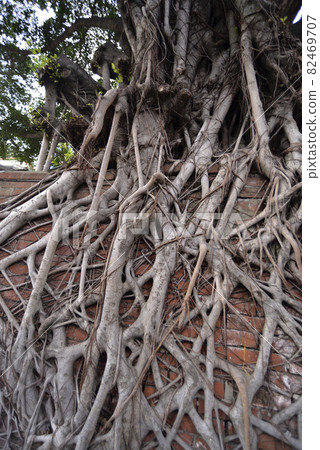 攀爬在紅磚牆上的樹根 82469707