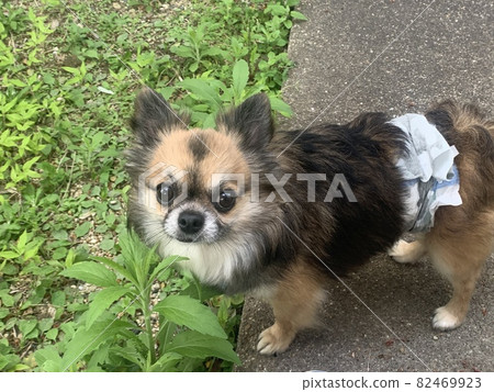 Chihuahua hesitating to go to the overgrown garden 82469923