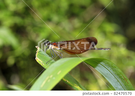 Miyama Kawatombo 82470570