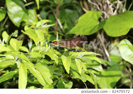 Miyama Kawatombo Miyama Kawatombo 82470572