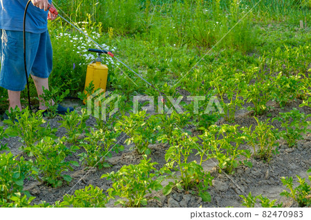An elderly man in a hat sprays an insecticide on the tops of potatoes. An elderly man in a hat sprays an insecticide on the tops of potatoes. 82470983
