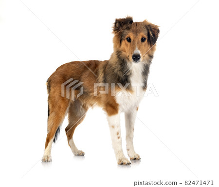 Shetland Sheepdog in studio 82471471