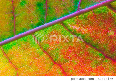 Abstract texture of a green leaf, close up image of leaf textures 82472176