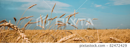 Field of ripe golden wheat against a cloudy sky Field of ripe golden wheat against a cloudy sky 82472429