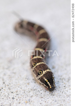 Caterpillar larva 82472498