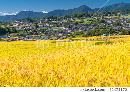 《Nagano Prefecture》 Golden countryside ・ Autumn harvest time 《Nagano Prefecture》 Golden countryside ・ Autumn harvest time 82473170