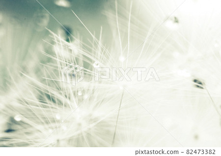dandelion seeds with drops of water on a blue background close-up dandelion seeds with drops of water on a blue background close-up 82473382