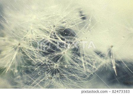 dandelion seeds with drops of water on a blue background close-up 82473383