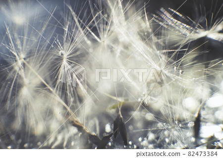 dandelion seeds with drops of water on a blue background close-up dandelion seeds with drops of water on a blue background close-up 82473384