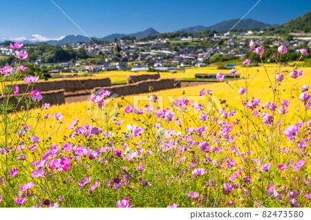 《長野》波斯菊與稻穗/秋景 82473580