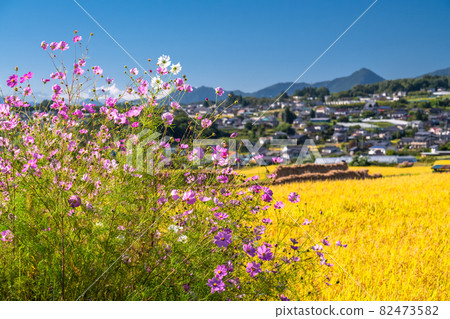 《長野》波斯菊與稻穗/秋景 82473582