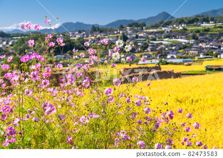 《長野》波斯菊與稻穗/秋景 《長野》波斯菊與稻穗/秋景 82473583