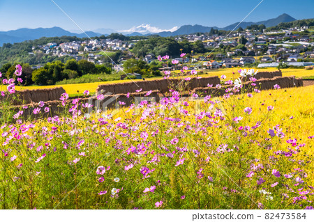 《長野》波斯菊與稻穗/秋景 82473584